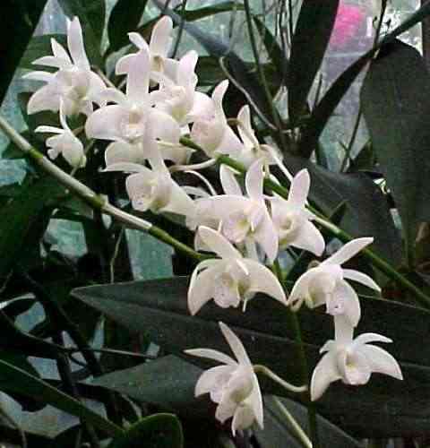 Dendrobium delicatum